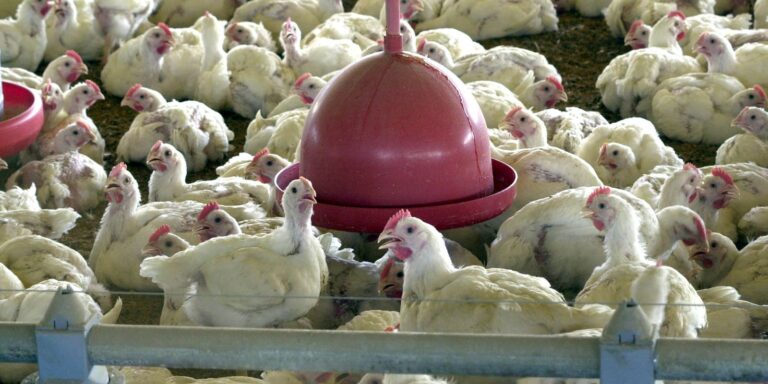 Argélia abre mercado para carne de frango do Brasil, diz Itamaraty