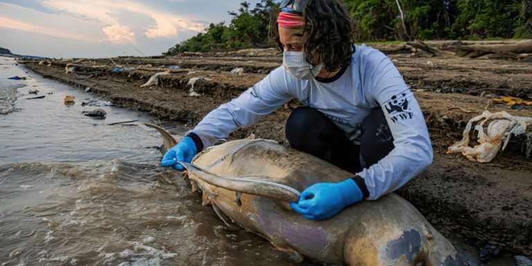 ICMBio vai apurar causas da morte de botos no Amazonas
