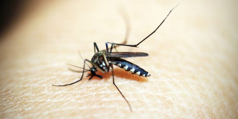 Saiba os locais onde haverá vacinação contra dengue no DF